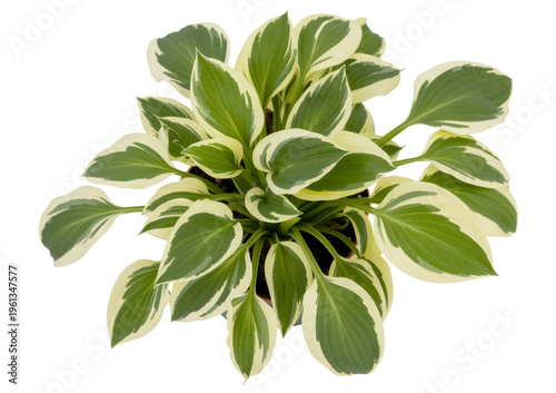Close-up of hosta plant with green and white leaves on black isolated on a transparent background