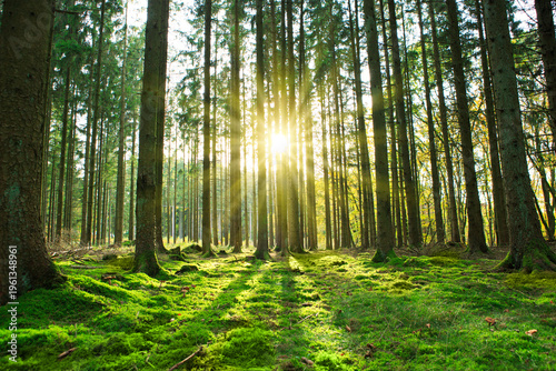 Summer forest with bright sun shining through the trees.