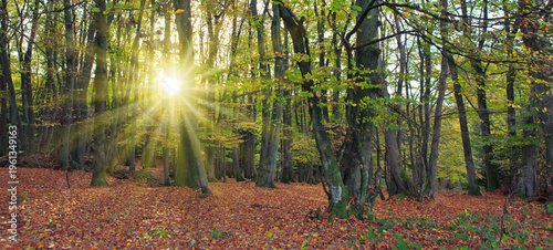 Summer forest with bright sun shining through the trees.