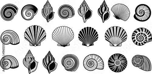 Black and white of various seashells sea shells shell black and white line ocean beach