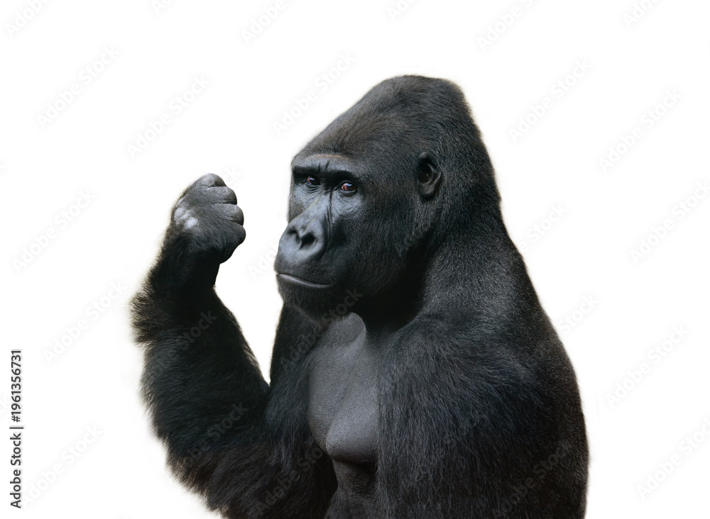 Obraz premium Powerful silverback gorilla showing fist on white background.