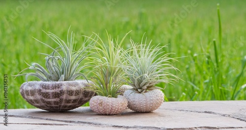 Living air plants displayed in sea urchin shells ornamental nature garden.