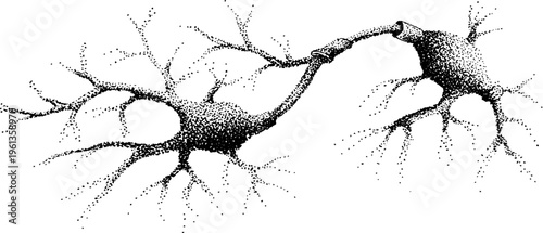 Stippled paired neuron illustration in black and white showing branching dendrites for neuroscience background and educational design