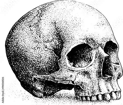 Stippled human skull frontal three quarter black and white dotwork illustration for anatomy poster and tattoo reference background