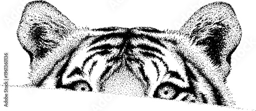 Stippled tiger head peeking over edge black and white dotwork illustration for wildlife poster and pattern design background