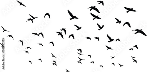 A large flock of birds flying together in formation