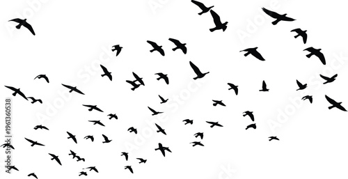 A large flock of birds flying together in formation