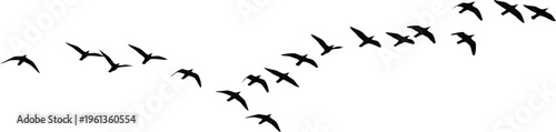 A flock of birds flying in a v formation