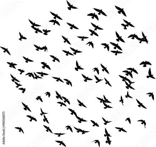 A large flock of birds in flight on a white background