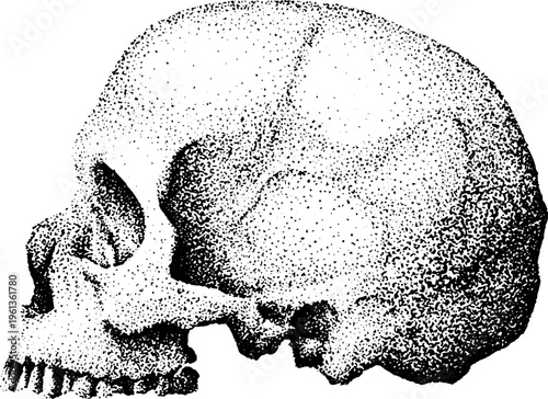 Black and white stippled skull profile artwork with dotted halftone cranium texture for anatomy study poster tattoo design and vintage decor