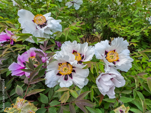 Tree peony (Paeonia suffruticosa) – flowering deciduous shrub, known for its large decorative flowers in a garden, Odessa