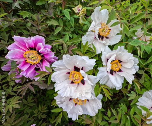 Tree peony (Paeonia suffruticosa) – flowering deciduous shrub, known for its large decorative flowers in a garden, Odessa