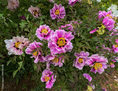 Tree peony (Paeonia suffruticosa) – flowering deciduous shrub, known for its large decorative flowers in a garden, Odessa