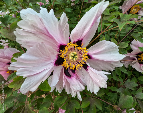 Tree peony (Paeonia suffruticosa) – flowering deciduous shrub, known for its large decorative flowers in a garden, Odessa
