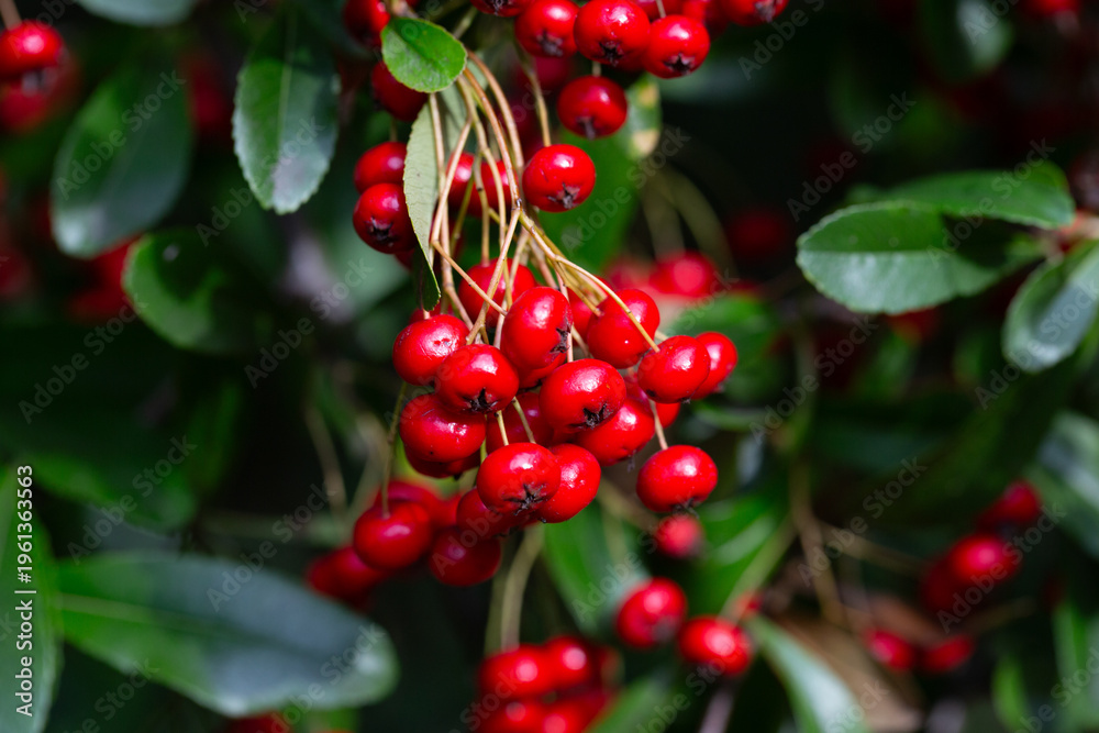 Obraz premium the red berries and green leaves of pyracantha shrub. Ripe scarlet fruits of Pyracantha crenatoserrata on a branch in January, selective focus.
