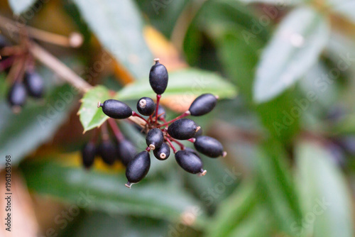 Foto Ripe berries on a Berberis soulieana barberry bush with narrow evergreen leaves and black fruits