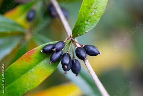 Foto Close-up of black berries on a Berberis soulieana barberry bush with narrow evergreen leaves