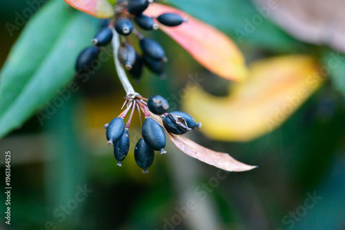 Foto Ripe berries on a Berberis soulieana barberry bush with narrow evergreen leaves and black fruits