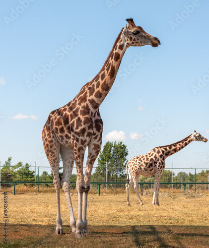 Canvas Print Giraffes in a reserve.