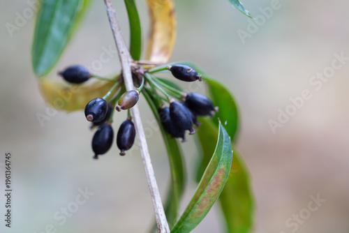 Photography Ripe berries on a Berberis soulieana barberry bush with narrow evergreen leaves and black fruits