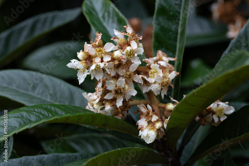 Blooming Japanese medlar (Eriobotrya Japonica) on blurred background. Selective focus. Huge beautiful green leaves around yellow inflorescences. Close-up