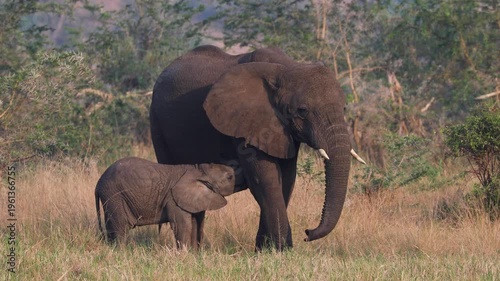 Elephant calf suckling milk in Queen Elizabeth National Park, Uganda