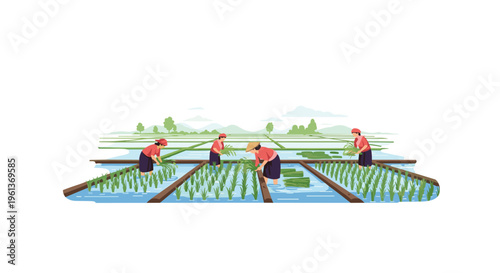 Four female farmers are planting rice seedlings in a water-filled paddy field under a clear sky.