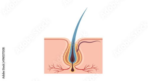 Diagram illustrating a human hair follicle and its underlying structure