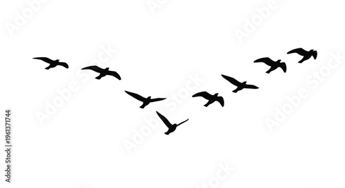 A flock of birds in flight silhouetted against a white background