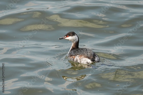 Slika na platnu The horned grebe or Slavonian grebe (Podiceps auritus) is a relatively small and threatened species of waterbird in the family Podicipedidae