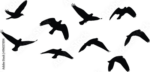 Flock of birds in flight on white background