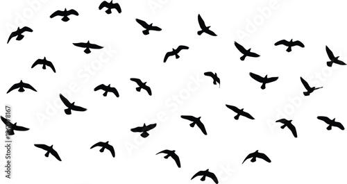 Flock of birds in flight formation