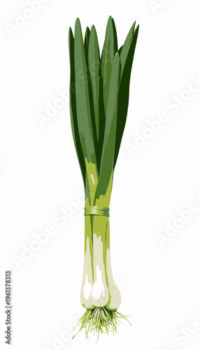 Fresh Green Onions Bound Together Displaying Their White Bulbs and Vibrant Long Green Stalks Against a Simple White Background