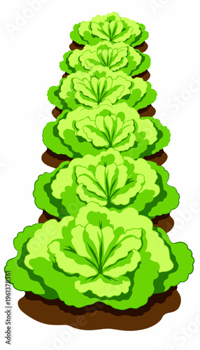 Vibrant Green Lettuce Plants Growing in Neat Rows on Rich Brown Soil in a Bountiful Garden Ideal for Fresh Harvesting