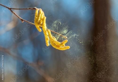 Golden alder and birch catkins spray a cloud of fine pollen in a windy spring...