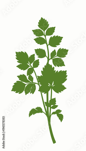 Illustration of Lush Green Parsley Plant with Delicate Leaves and Sturdy Stems Depicting Natural Freshness and Culinary Versatility in Herbaceous Arrangements