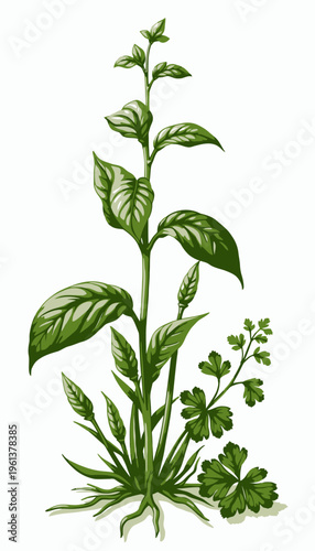 Illustration of a Green Herbaceous Plant with Stems, Leaves, and Root System Highlighting Botanical Structure Against a White Background