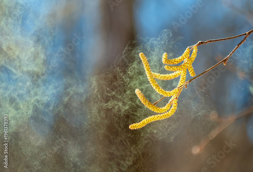 Golden catkins of alder and birch trees spray a cloud of fine pollen against ...