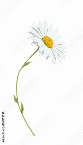 Elegant Close-Up of a Single White Daisy on a Long Slender Stem with Delicate Leaves on a Plain White Background Capturing Nature's Simplicity and Beauty