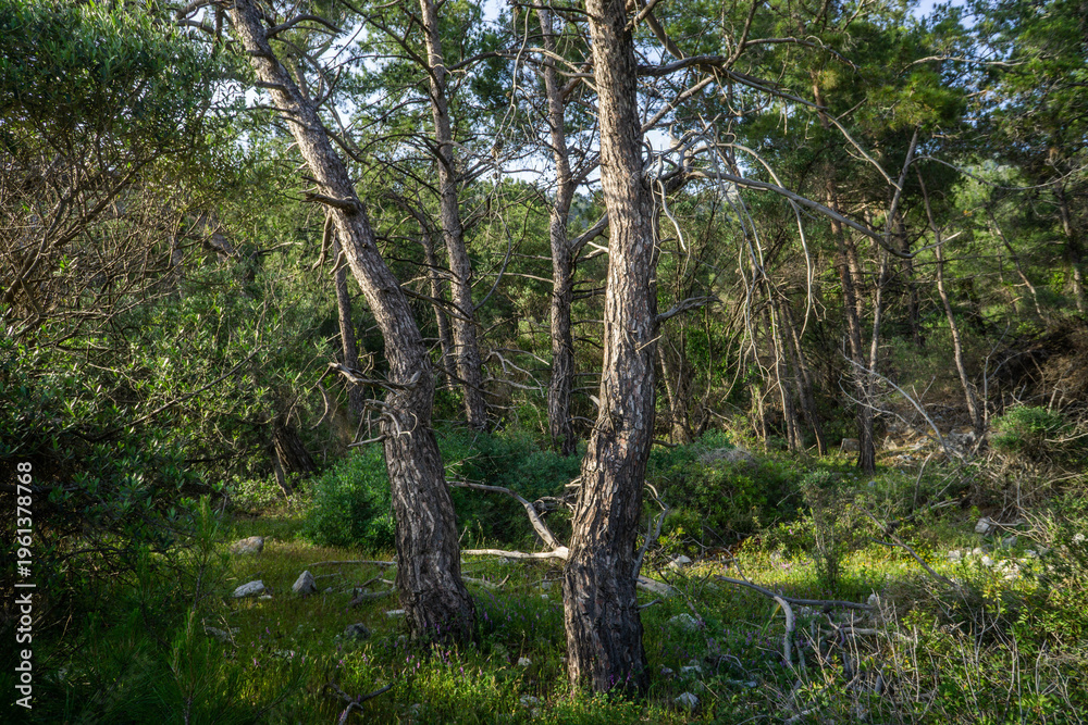 Fototapeta premium Sunlit Pine Forest with Twisted Trunks and Dense Green Undergrowth