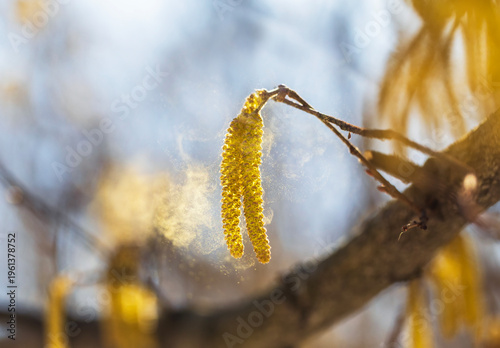 Golden catkins of alder and birch trees spray a cloud of fine pollen against ...