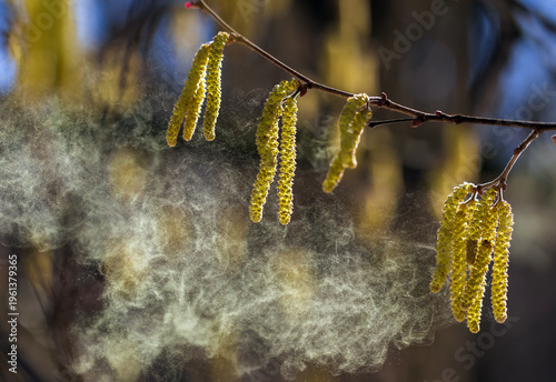Golden pollen sprays and flies from the buds of alder and birch trees against...