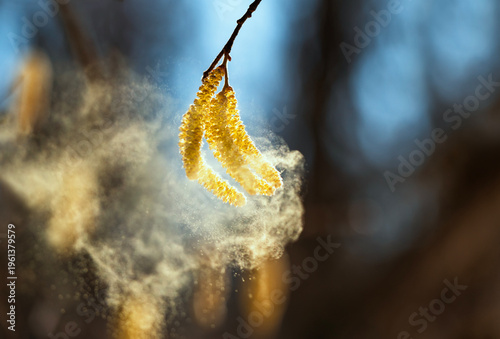 Golden catkins of alder and birch trees spray a cloud of fine allergic pollen against a sunny sky in a spring garden