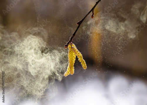 birch tree buds spray golden pollen in a sunny spring park
