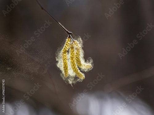 birch tree buds spray golden pollen in a sunny spring park