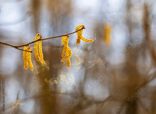 A cloud of fine golden pollen sprays birch and alder buds in a windy spring p...