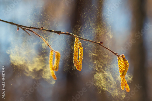 alder buds spray golden pollen in a sunny spring park