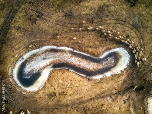 cows grazing near water
