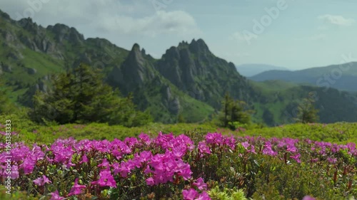 Vibrant wild pink rhododendron flowers swaying gently in the mountain breeze on a high altitude ridge in the spectacular Ciucas mountains, Romania, in a low angle static ground shot