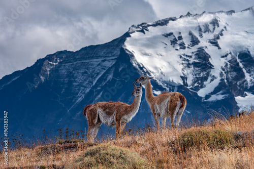 Two Guanacos (Lama guanicoe) Standing on Hill with Snow‑Capped Mountains. Torres del Paine, Patagonian Landscape, Chili.